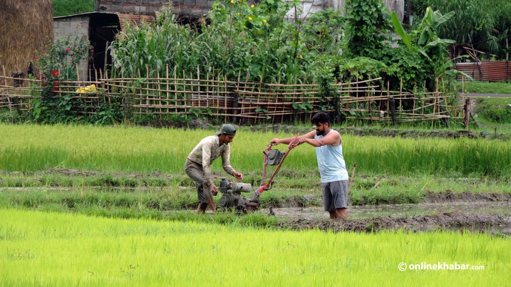 सुख्खाले साँघुरिएको रोपाइँ बढाउने तत्कालका ५ विकल्प