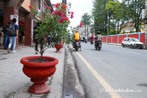 फुटपाथको गमलामा बिरुवा (तस्वीरहरू)