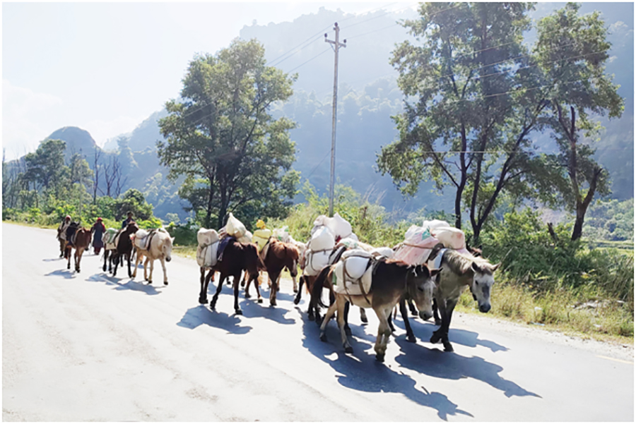 बर्खामा ढुवानी गर्न घोडा खच्चडकै भर   