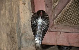 गर्मी बढेसँगै महोत्तरीमा सर्पको बिगबिगी बढ्यो
