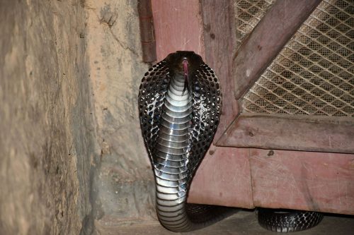 गर्मी बढेसँगै महोत्तरीमा सर्पको बिगबिगी बढ्यो