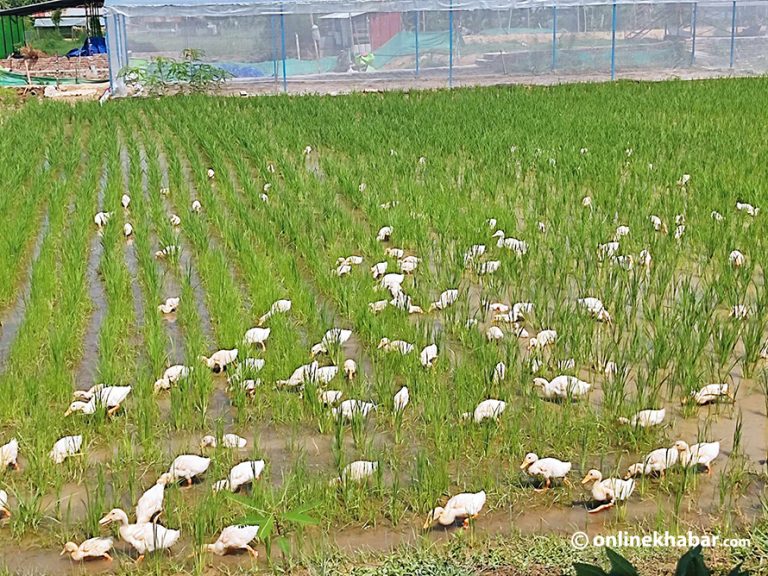 तिलोत्तमामा धान खेतमा हाँस र माछा पालन सुरू