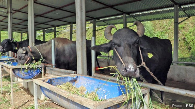 भारतबाट मुर्रा भैंसी, अमेरिका र अष्ट्रेलियाबाट घाँस