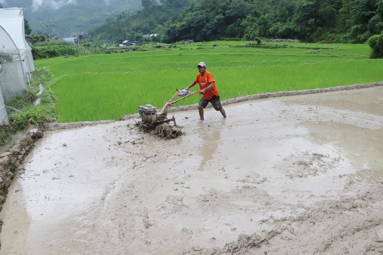 गाउँगाउँमा पुग्यो ट्र्याक्टर, गोरु पाल्न छोड्दै किसान