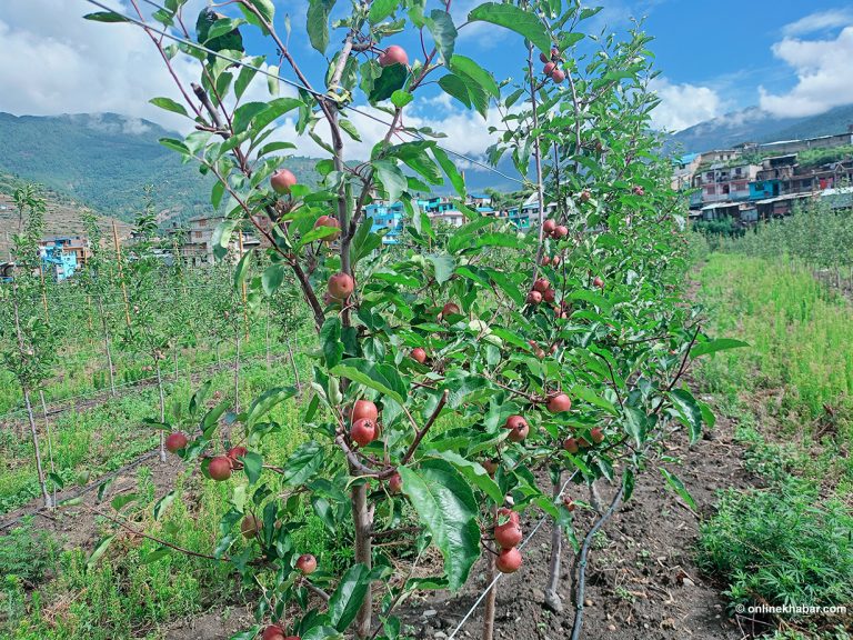 मुस्ताङमा असोज नलागेसम्म स्याउ टिप्न नपाइने