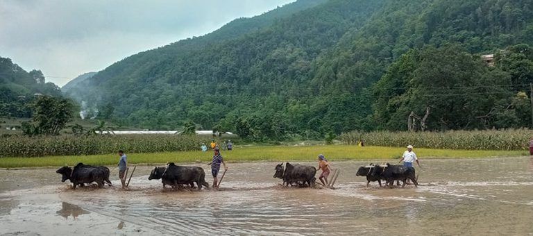 आधा असार सकिंदा २२ प्रतिशत मात्रै धान रोपाइँ