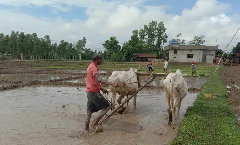 किसानले पाल्न छाडे हलगोरु