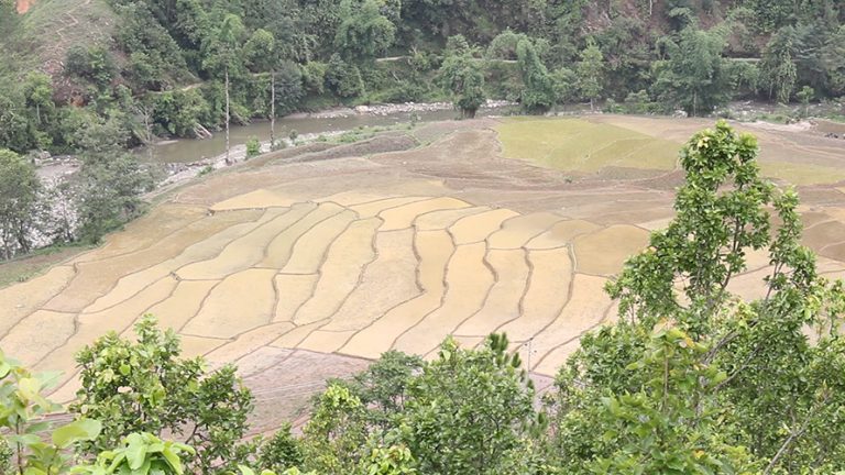 सिंचाइ सुविधा पाएपछि गुल्मीको कुमालटारीका किसान खुशी