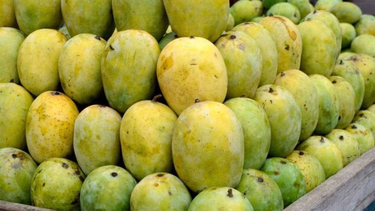एक महिनामै किलोमा १३८ रुपैयाँले घट्यो आँपको मूल्य  