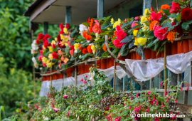 बार्दलीभरी ढकमक्क बेगोनिया फूल
