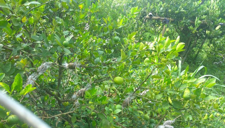 अन्जित चौधरीको पौरख : पहिलेको झाडी अहिले कागती बगैंचा