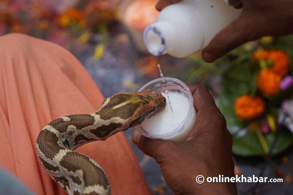 यसरी गरियो नागपोखरीमा नाग पूजा (तस्वीरहरू)