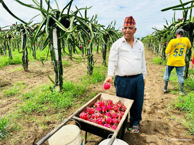 ६० वर्षे शम्भुको जोश : ड्रागन खेतीबाट वार्षिक १५ लाख कमाइ