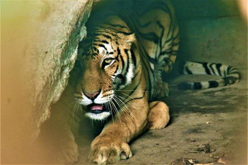 जंगली जनावरको आक्रमण बढेपछि स्थानीय आतंकित