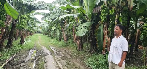 केरामा पानामा रोगको संक्रमणले कैलालीका किसान चिन्तित