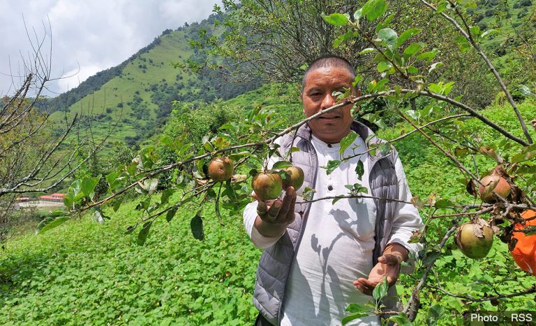 म्याग्दीको गुर्जामा इटलीबाट ल्याइएको स्याउखेतीको परीक्षण सफल