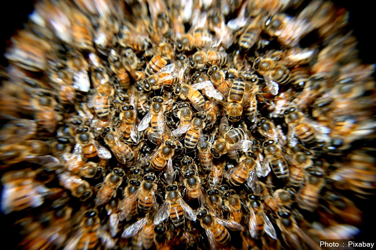 माहुरी विनाश गर्ने ‘किलर’ विरुद्ध क्यालिफोर्नियाली माहुरीको प्राकृतिक प्रतिरोध क्षमता