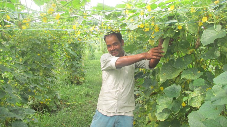 काँक्रो खेतीबाट वार्षिक ५ लाख कमाउँछन् कञ्‍चनपुरका भरत