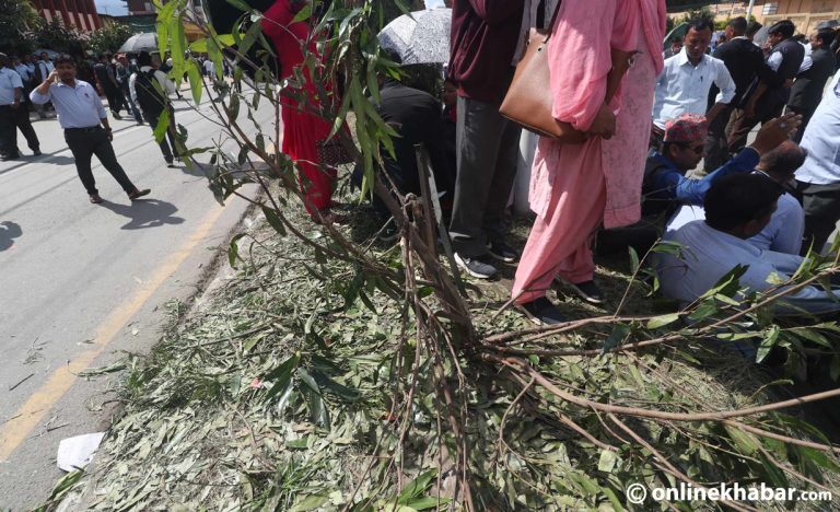 शिक्षकको आन्दोलनले सडक छेउका बिरुवा र दूबो सखाप