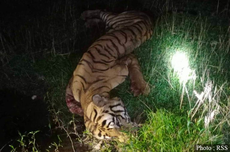 बाँकेमा मृत अवस्थामा भेटियो पाटे बाघ