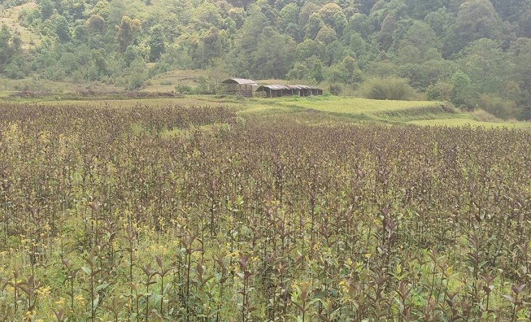 भोजपुरका किसानको रोजाइमा चिराइतो खेती