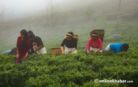 कोशी प्रदेशको अर्थोडक्स चियाको नाफा किलोमा ३० रुपैयाँ