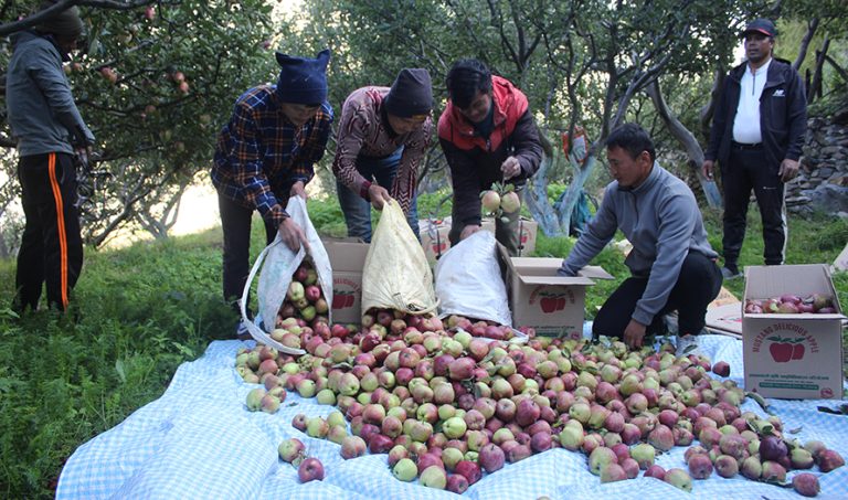 बेमौसमी वर्षाले मुस्ताङमा स्याउ उत्पादन घट्यो