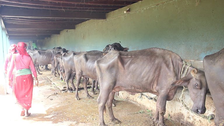 इस्मा गाउँपालिकाले दूध दिने भैंसी, गाई पाल्नेलाई मासिक १० हजार दिने