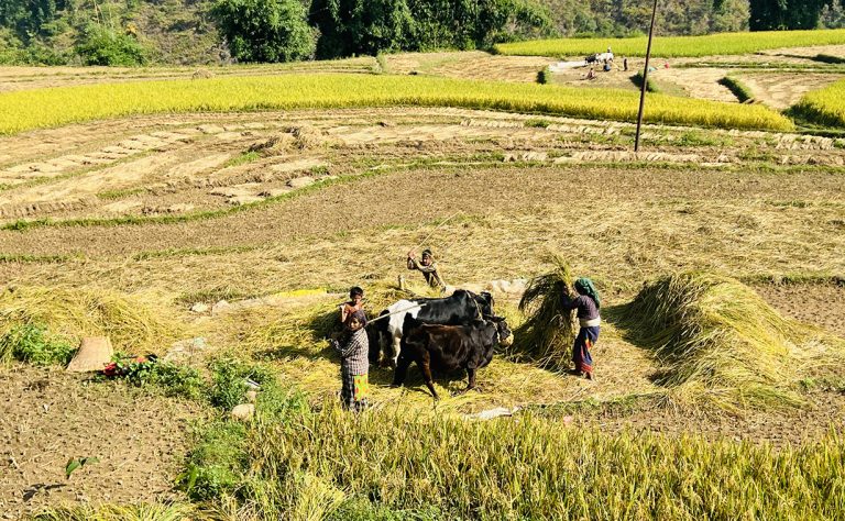 भक्तपुरका किसानलाई धान भित्र्याउन चटारो