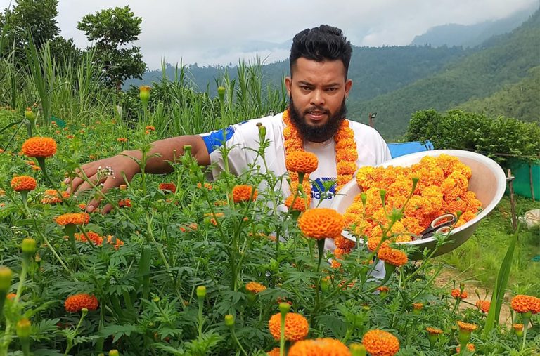 गुल्मीको इस्मामा व्यवसायिक रुपमै फूल खेती सुरू