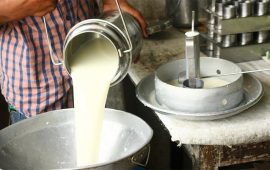 तनहुँमा दूध उत्पादनमा वृद्धि   