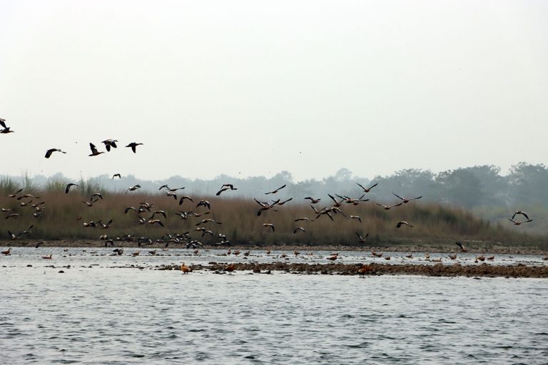 चिसो छल्न चितवनमा ‘पर्यटक’ चरा आउन थाले