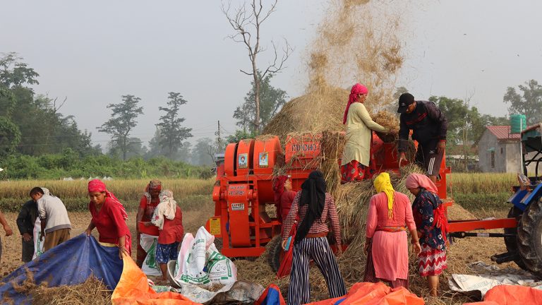 मध्यविन्दु नवलपरासीका किसानलाई धान काट्न भ्याइनभ्याइ, उत्पादन बढ्ने अनुमान