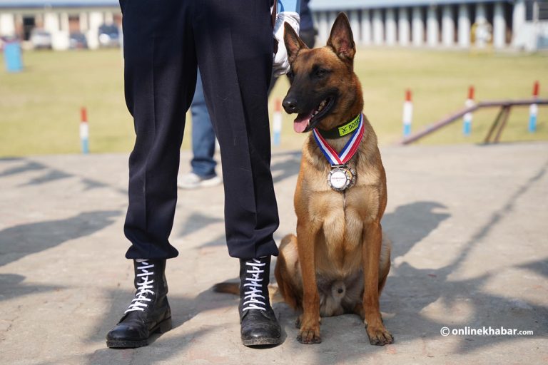 कुकुर, जसले मान्छेलाई कहिले अपराध अनुसन्धान त कहिले अन्तरिक्ष खोजमा सघाउँदै आए