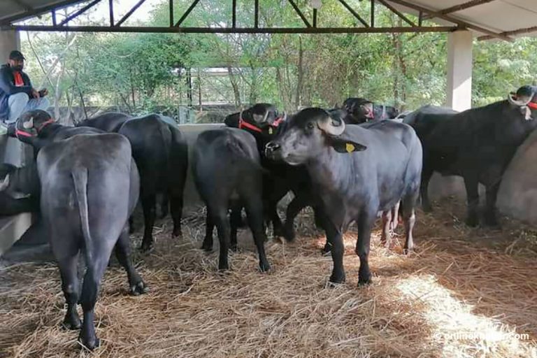 पोखरा ल्याइयो ७ वटा मुर्रा राँगा, फूलमालासहित स्वागत