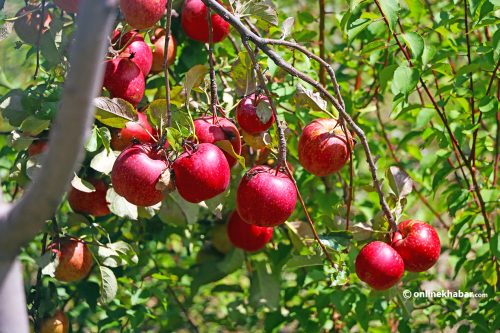 पोखरामा मुस्ताङ स्याउको माग धान्न धौधौ