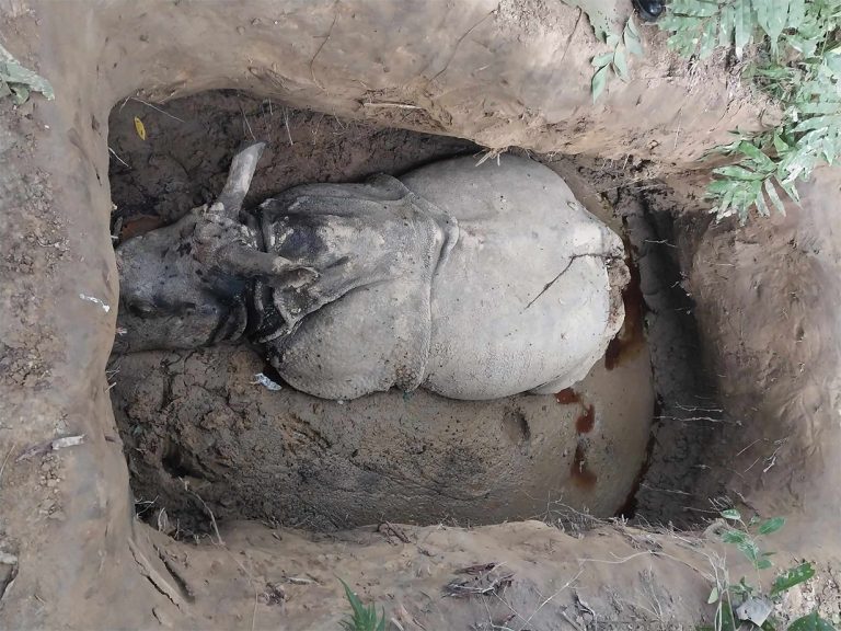 गैँडा मारेको घटना छानबिन गर्न समिति गठन   