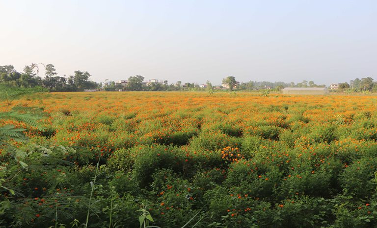 केराखेती मासेर फूलखेती, दिनमै  ७ क्विन्टल बिक्री