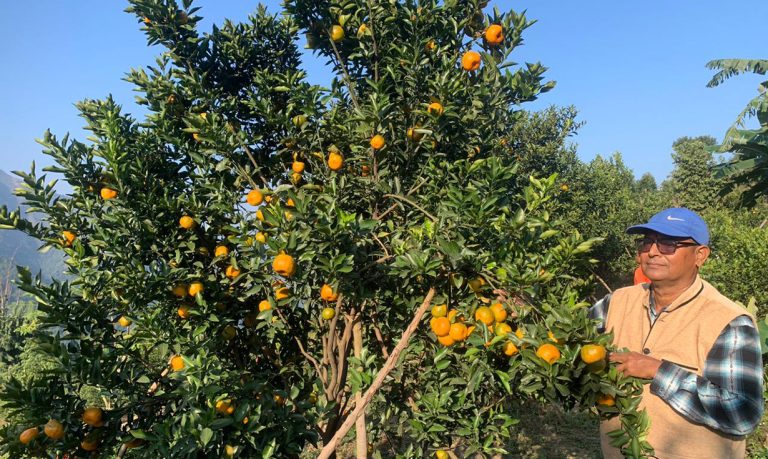 इच्छाकामनाको सुन्तला बोटबाटै बिक्री