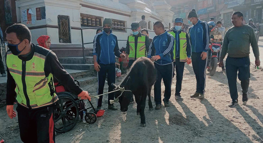 महानगरपालिकाले काञ्जी हाउसमा लैजान थाल्‍यो बेवारिसे चौपाया