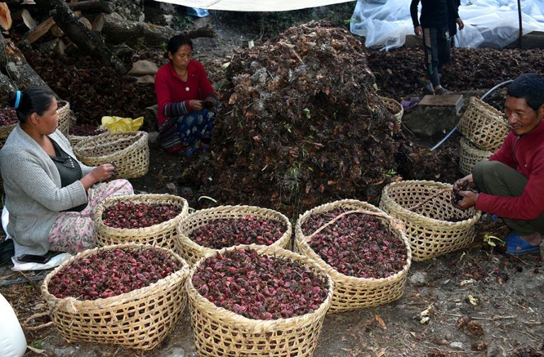 किसानलाई अलैंची भित्र्याउन भ्याई–नभ्याई