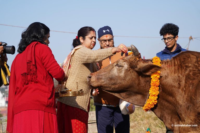 पशुपतिमा गरियो सामूहिक गाई पूजा (तस्वीरहरू)