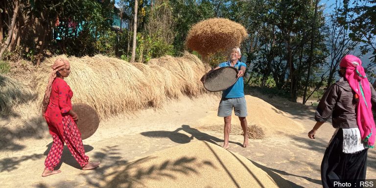 चियाको उर्वरभूमि इलामका किसान धानखेतीमा आकर्षित