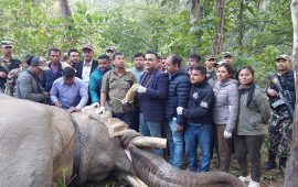 ध्रुवे हात्तीको दाह्रा काट्ने तयारी