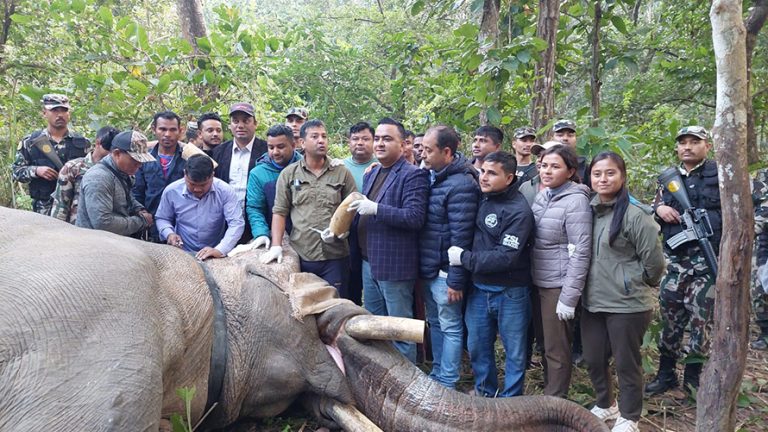 ध्रुवे हात्तीको घाँटीमा तेस्रो पटक जोडियो रेडियो कलर