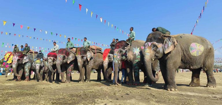 हात्ती सौन्दर्य प्रतियोगिताको उपाधि सेल्फीकलीलाई