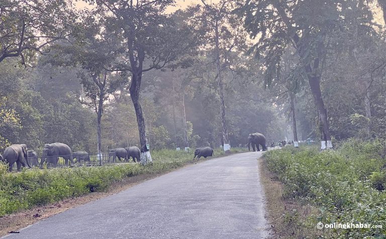 हात्ती धपाउन ड्रोनबाट गस्ती