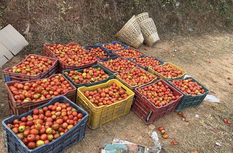 बजार नपाउँदा बारीमै कुहिन थाल्यो गोलभेँडा