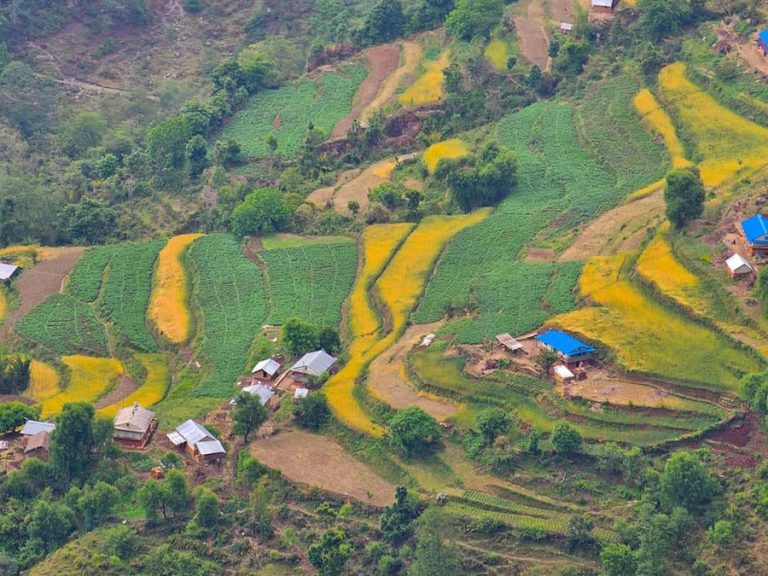 ९ घरको झ्याजेटोलमा तरकारीबाटै ७० लाख आम्दानी