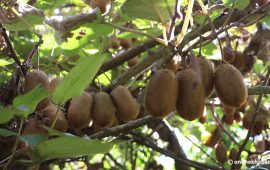 किवी र सरिफाको मूल्य बढ्यो